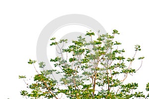 Tropical tree leaves with branches on white isolated background for green foliage backdrop