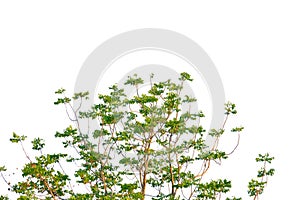 Tropical tree leaves with branches on white isolated background for green foliage backdrop