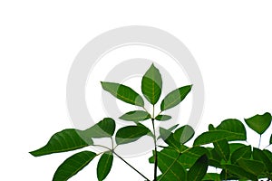 Tropical tree leaves with branches on white isolated background for green foliage backdrop