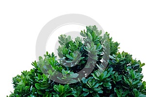 Tropical tree leaves with branches on white isolated background for green foliage backdrop