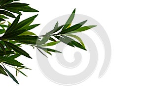 Tropical tree leaves with branches on white isolated background for green foliage backdrop