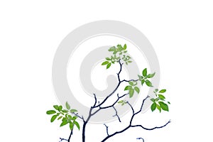 Tropical tree leaves with branches on white isolated background for green foliage backdrop