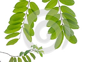 Tropical tree leaves with branches on white isolated background for green foliage backdrop