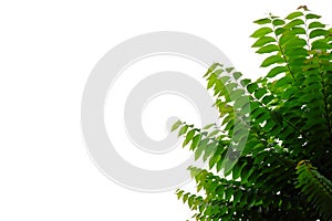 Tropical tree leaves with branches on white isolated background for green foliage backdrop