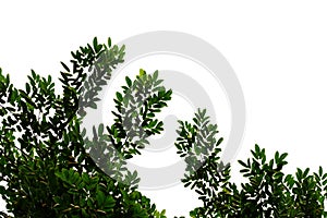 Tropical tree leaves with branches on white isolated background for green foliage backdrop