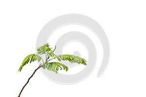 Tropical tree with leaves branches on white isolated background for green foliage backdrop