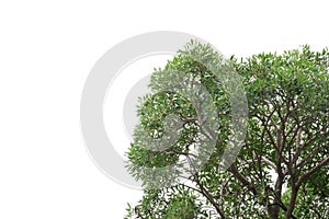 Tropical tree with leaves branches on white isolated background for green foliage backdrop