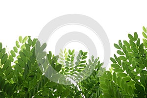 Tropical tree with leaves branches on white isolated background for green foliage backdrop