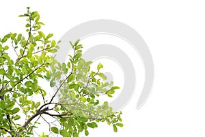 Tropical tree with leaves branches on white isolated background for green foliage backdrop