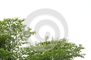 Tropical tree with leaves branches on white isolated background for green foliage backdrop