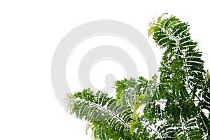 Tropical tree with leaves branches on white isolated background for green foliage backdrop