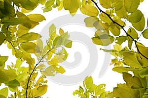 Tropical tree with leaves branches on white isolated background for green foliage backdrop