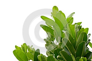 A tropical tree with leaves branches on white isolated background for green foliage backdrop