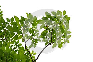 A tropical tree with leaves branches on white isolated background for green foliage backdrop