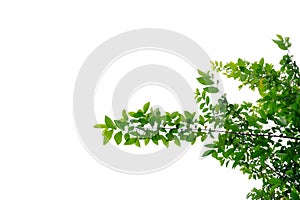 Tropical tree leaves with branches on white isolated background for green foliage backdrop