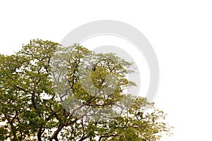 Tropical tree leaves with branches on white isolated background for green foliage backdrop with clipping path.