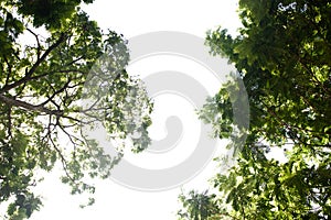 Tropical tree leaves with branches on white isolated background for green foliage backdrop with clipping path.