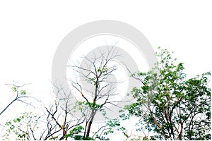 Tropical tree leaves with branches on white isolated background for green foliage backdrop with clipping path.