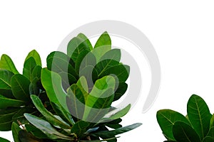 Tropical tree leaves on white isolated background for green foliage backdrop