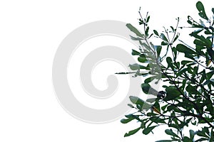 Tropical tree leaves on white isolated background for green foliage backdrop