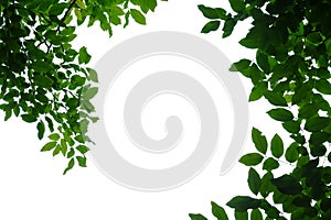 Tropical tree leaves on white isolated background for green foliage backdrop