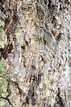 Close details of Tropical tree Macropanax dispermus skin, perpective photography, tropical brazilian species, TeresÃ³polis photo