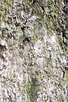Close details of Tropical tree Macropanax dispermus skin, perpective photography, tropical brazilian species, TeresÃ³polis photo