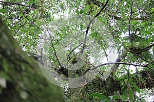 Tropical tree Macropanax dispermus, perpective photography, tropical brazilian species, TeresÃ³polis photo