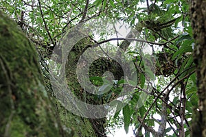 Tropical tree Macropanax dispermus, perpective photography, tropical brazilian species, TeresÃ³polis photo