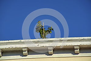 Tropical tree on modern house or home rooftop with decorative accent facade on flat residential real estate