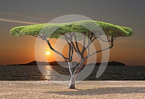 Tropical tree of mushroom shaped near the sea in sunset.