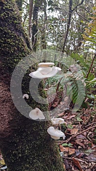 Tropical tree mushrooms in Indonesian rainforests