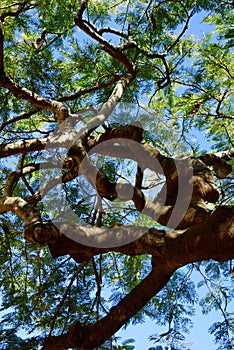 Tropical tree nature