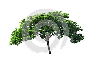 Tropical tree ,Rain Tree or East Indian walnut tree or silk tree growing up in middle rice field isolated on white background.