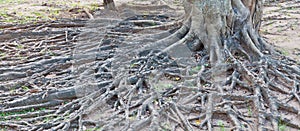 Tropical tree root