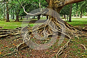 Tropical tree roots