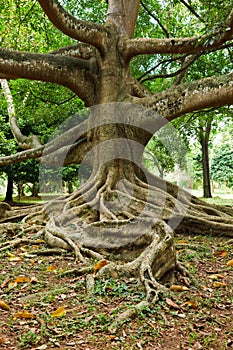 Tropical tree roots