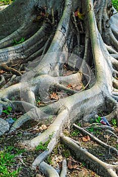 Tropical tree roots.