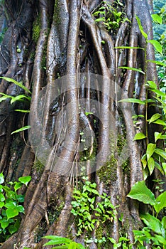 Tropical tree roots.