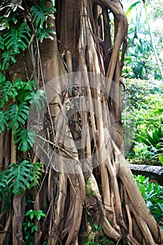 Tropical tree with roots