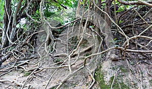 Tropical tree roots.