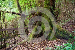 Tropical tree roots.