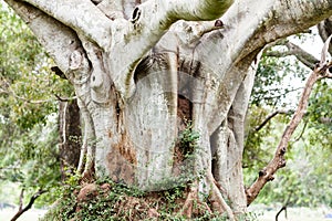 Tropical tree roots. Sri Lanka