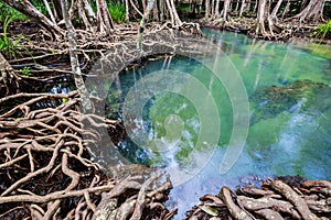 Tropical tree roots or Tha pom mangrove in swamp forest and flow water