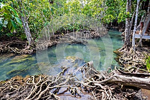 Tropical tree roots or Tha pom mangrove in swamp forest and flow water, Thailand