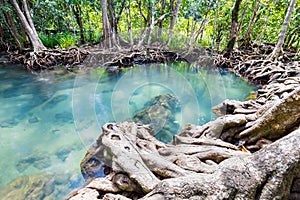 Tropical tree roots or Tha pom mangrove in swamp forest and flow water, Thailand