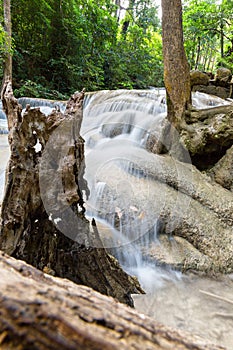 Tropical tree roots and water