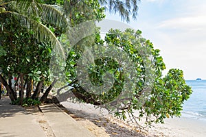 Tropical tree on the sandy shore of the azure sea