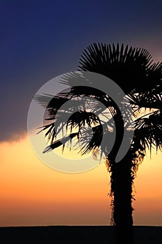 Tropical tree on sundown