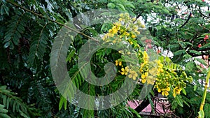 Tropical tree swaying in the monsoon rains